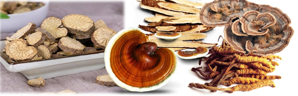 Ganoderma lucidum i druge gljive u borbi protiv koronavirusa